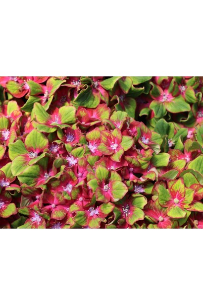 Hydrangea macrophylla Schloss Wackerbarth